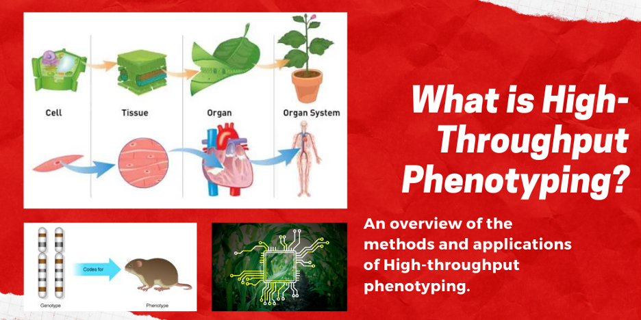 What is High-throughput Phenotyping?