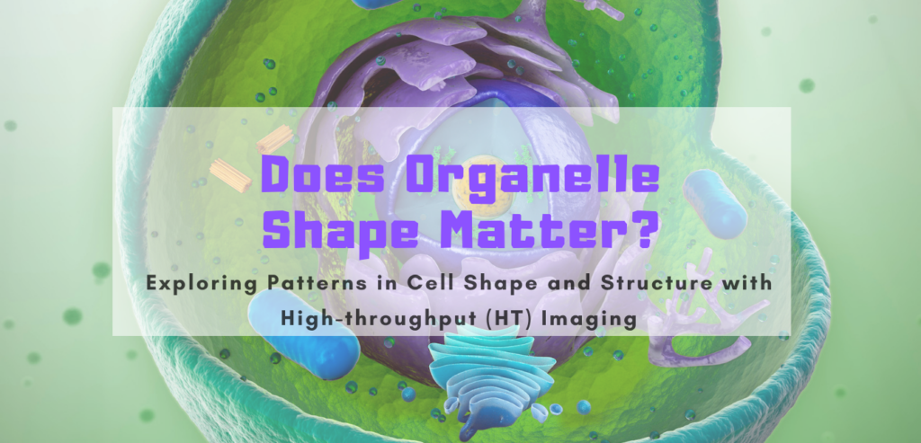 HT Imaging: Does Organelle Shape Matter? Case study
